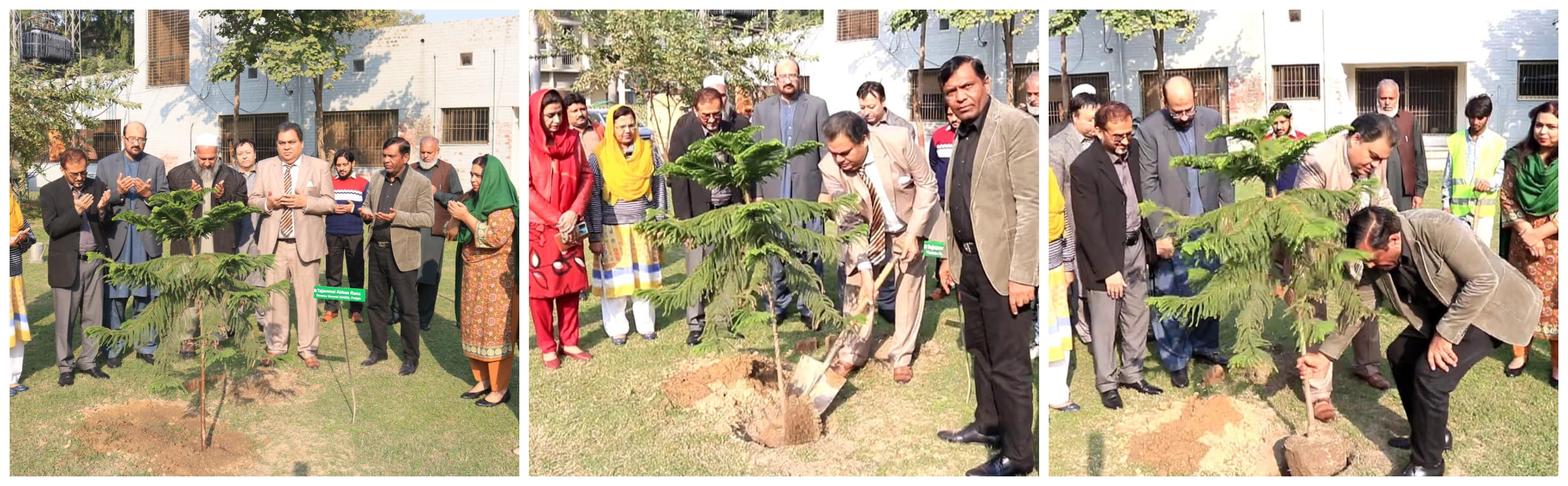 Tree Plantation Drive has commenced at QAED Punjab